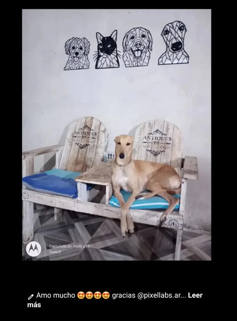 Cuatro retratos de mascotas colgados en fila sobre la pared del living de un cliente