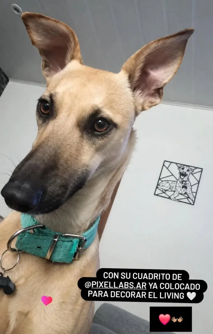 Un galgo en primer plano y detrás, en la pared, su propio retrato en corte láser